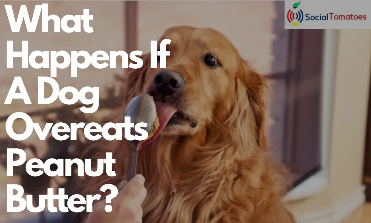 Can Peanut Butter Make My Dog Constipated?