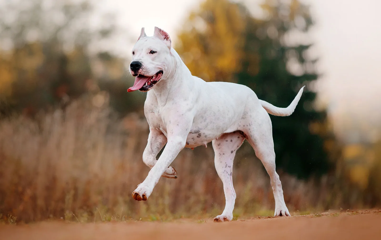 Dogo Argentino Expensive dogs